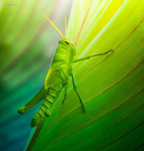 Grasshopper