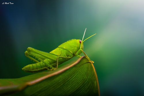 Grasshopper