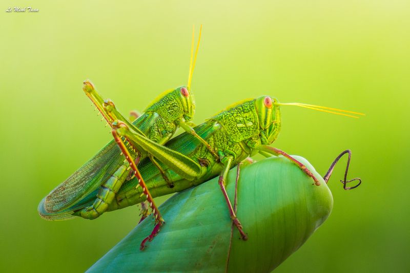 grasshopper Grasshoppers фото превью