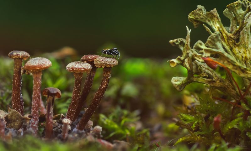 макро, природа, растения, мох, лишайник, грибы, насекомые, паук, скакун, macro, nature, plants, moss, lichen, mushrooms, insects, spider, steed, юный грибочколаз фото превью