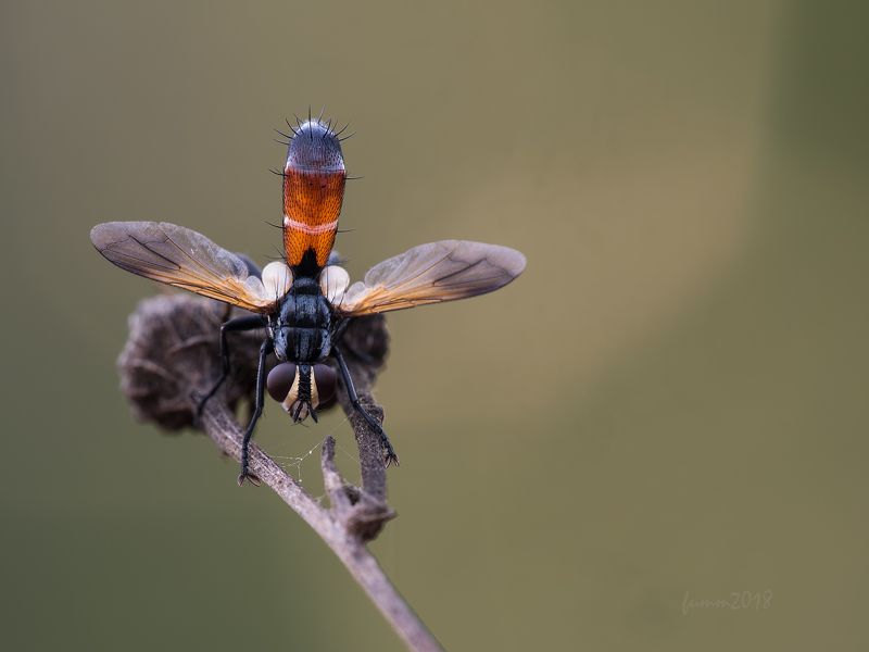 СВЕТ ЖИВОЙ ДУШИ фото превью