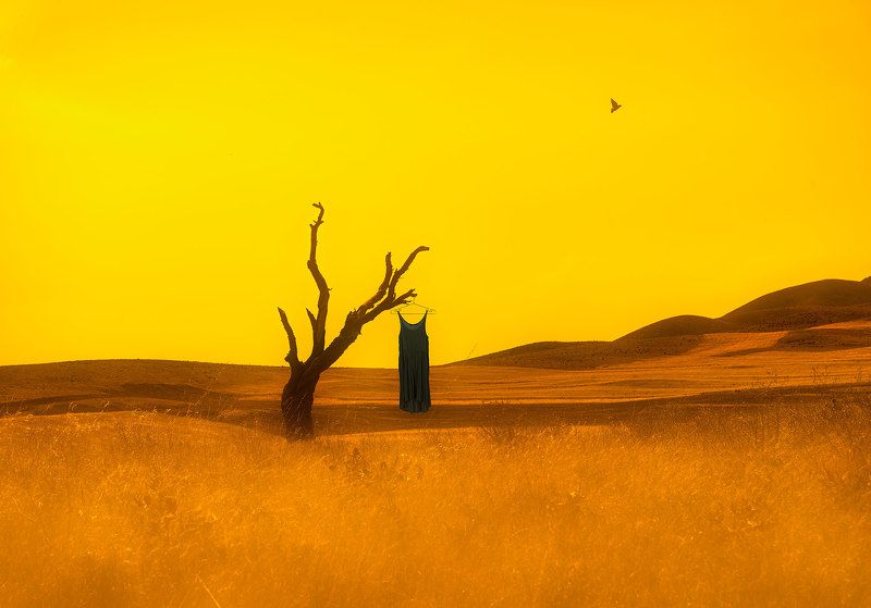 Reza Lashgari фото превью