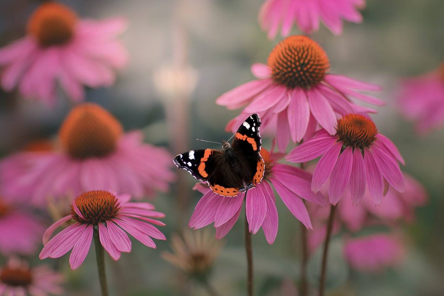 , Светлана Писарева