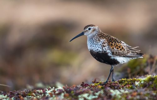 Чернозобик (Calidris alpina, Dunlin)