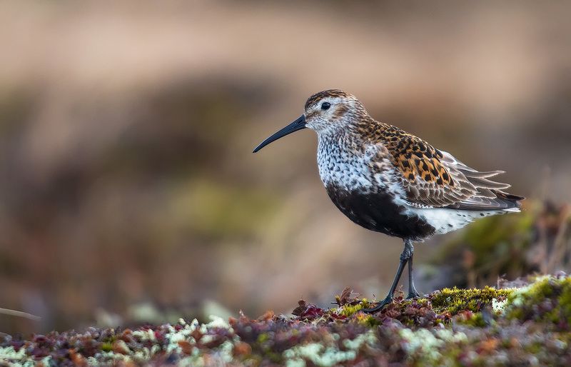 dunlin, тундра, ямал, чернозобик Чернозобик (Calidris alpina, Dunlin) фото превью