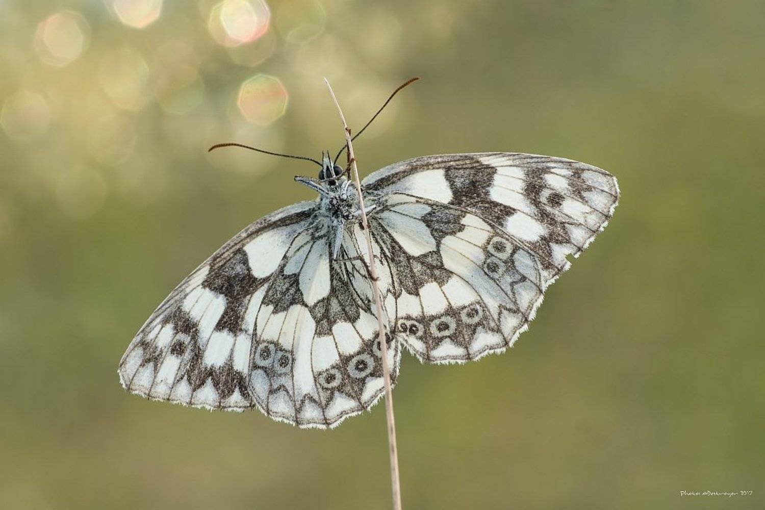 macro nature butterfly, Ryszard Lal