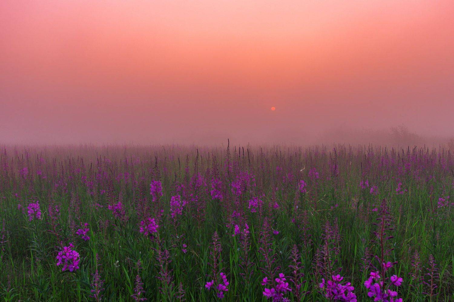 ямал ,природа ,рассвет, туман , салехард , янао , пейзаж, Настя Братка