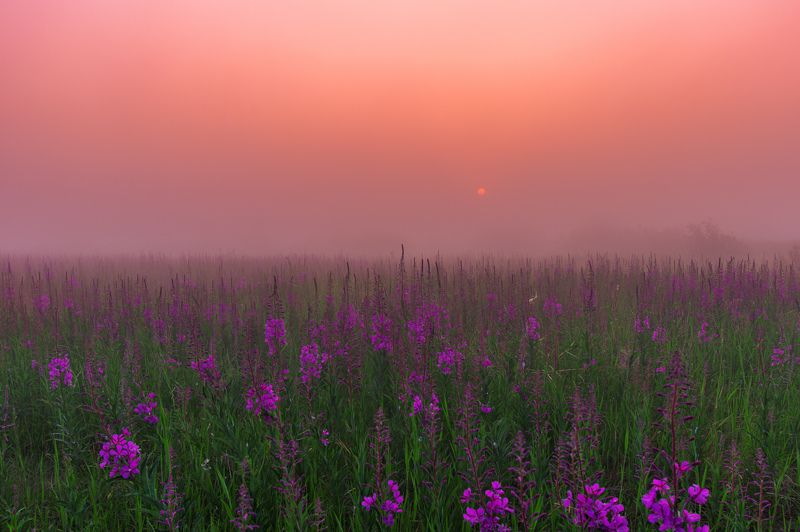 ямал ,природа ,рассвет, туман , салехард , янао , пейзаж \