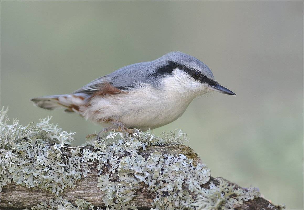 поползень, Андрей Медведев