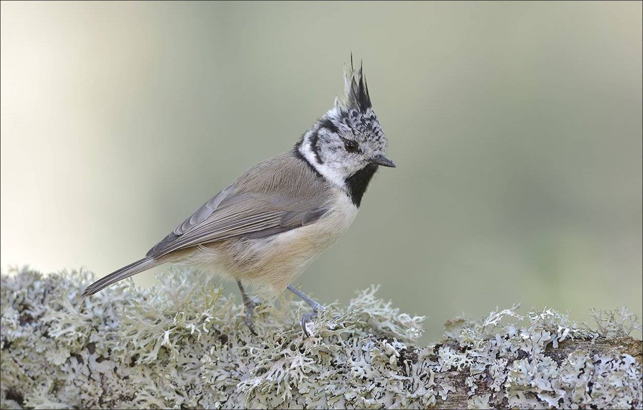 гренадёрка, Андрей Медведев