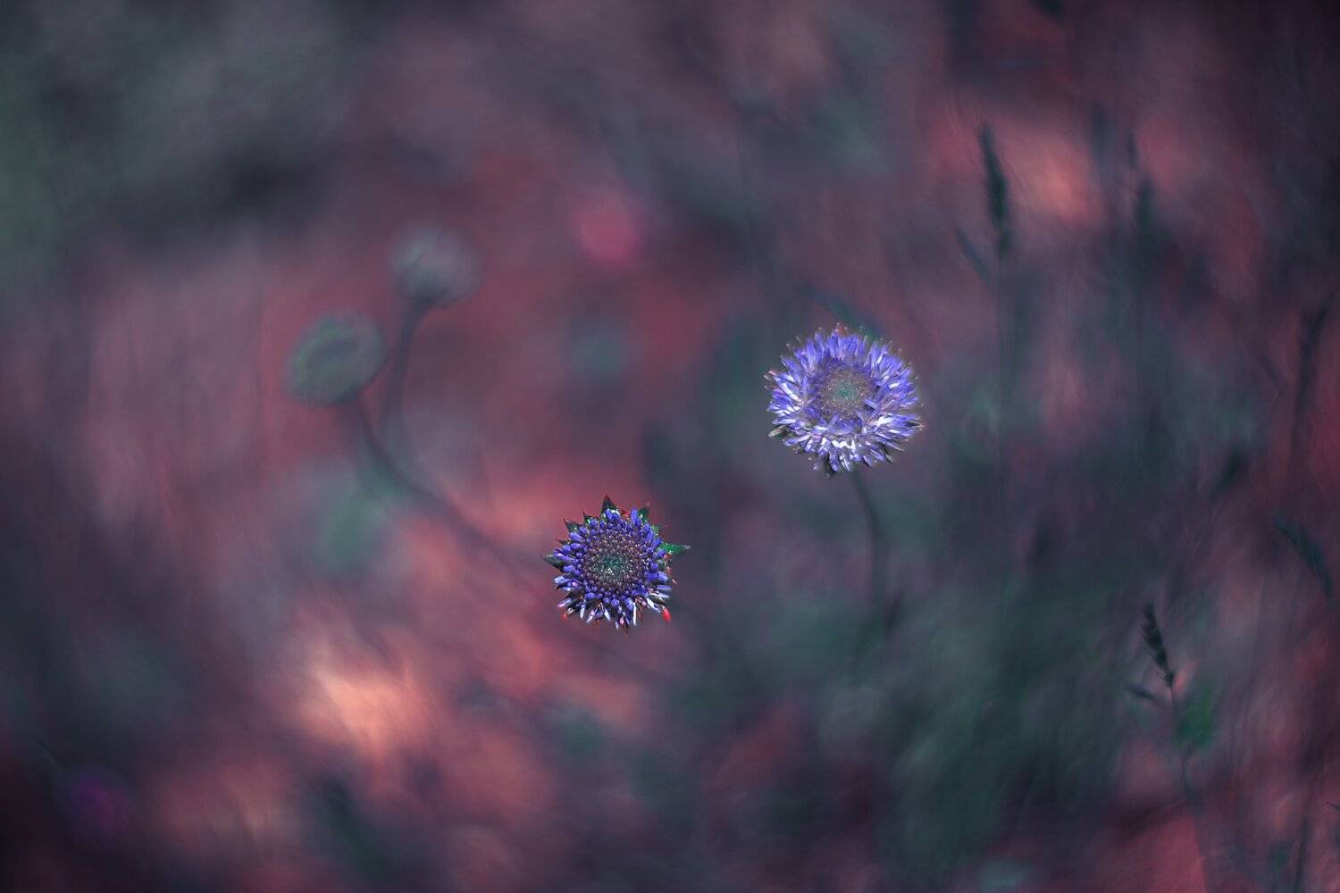 Bokeh,purple,light,pink,green,flowers,nikon,nature,, Борислав Алексиев