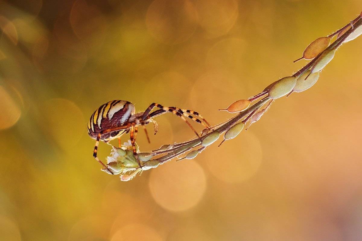 , Pawel Plucinski