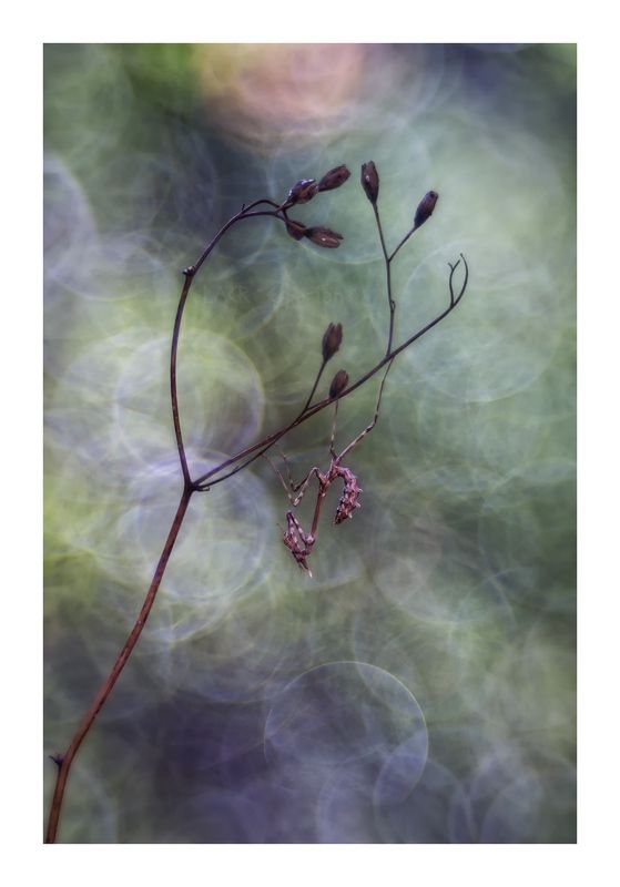 macro insects arthropods  Empusa mágica фото превью