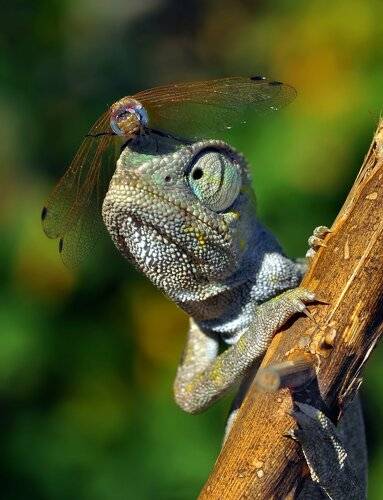Emergency landing