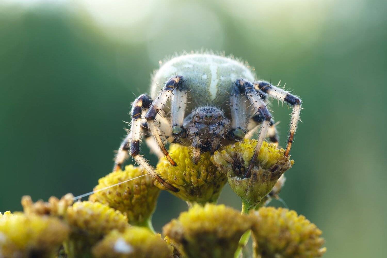 , Кузнецов Дмитрий