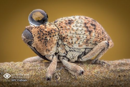 Sleepy Beetle with Water drop 