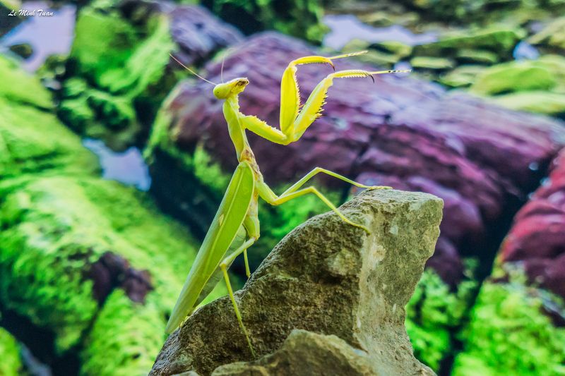 mantis Top of the world фото превью