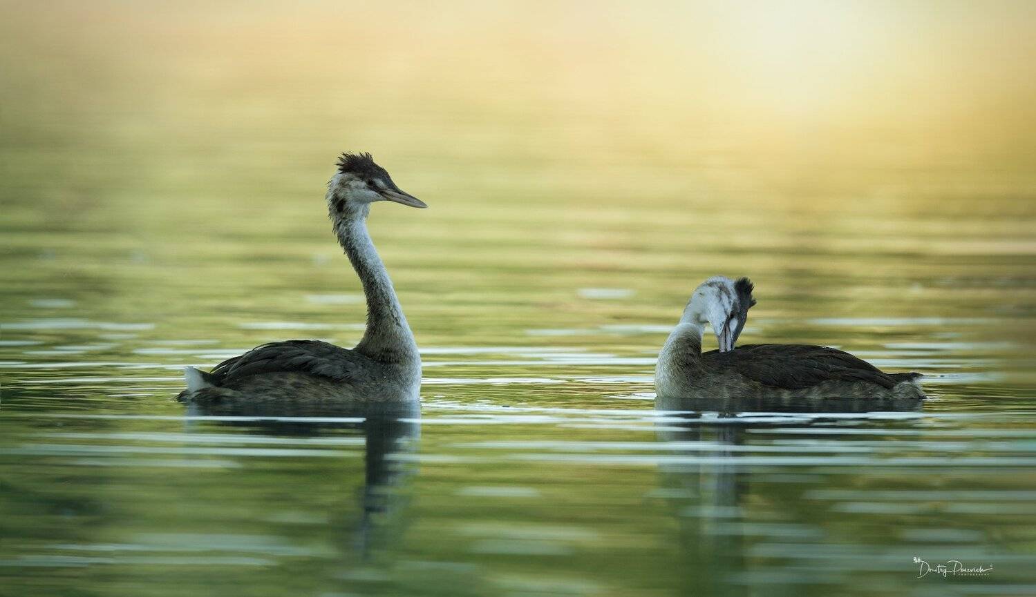 природа, лес, животные, птицы, Дмитрий Посевич