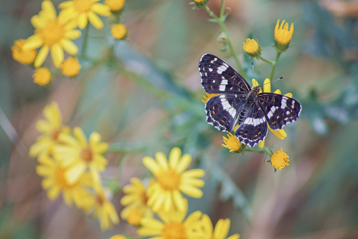 бабочка,ветка,цвет,красный,желтый,крылья, Юрий Котов
