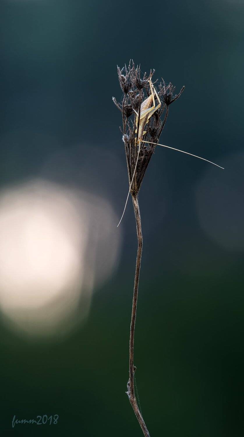 , Игорь ФУММ