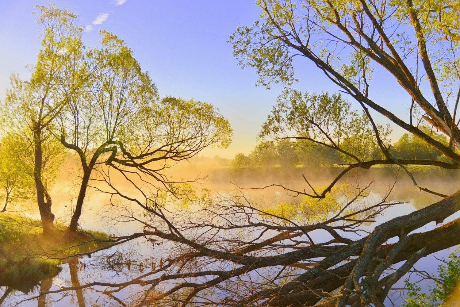 пейзаж, лето, деревья, туман, ветви, май, у воды, отражения, river, fog, morning, dawn, Лидия Киприч