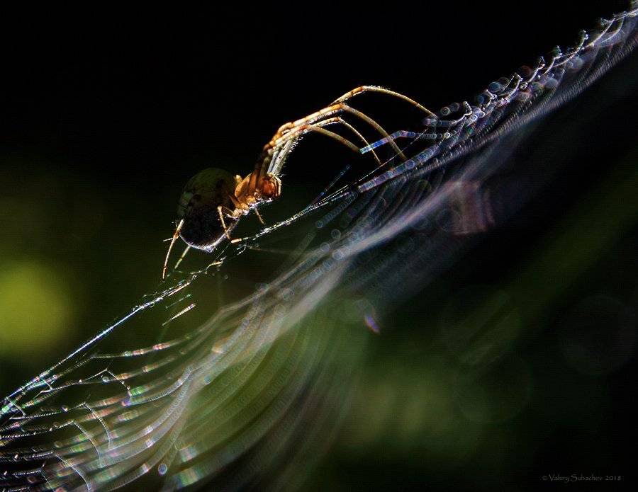 , Валерий Субачев