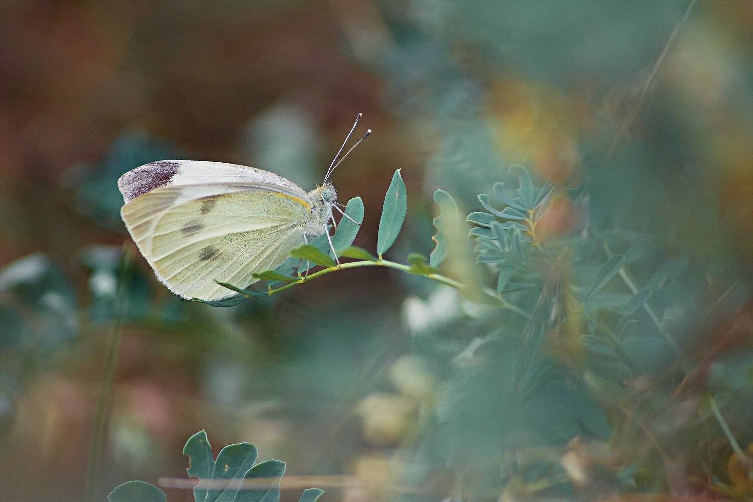 бабочка,ветка,цвет,красный,желтый,крылья, Юрий Котов