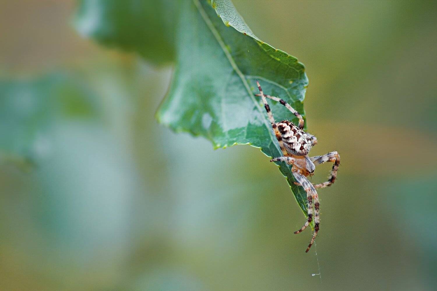паук,лапы,дерево,цвет,осень,зелень,листва,трава, Юрий Котов