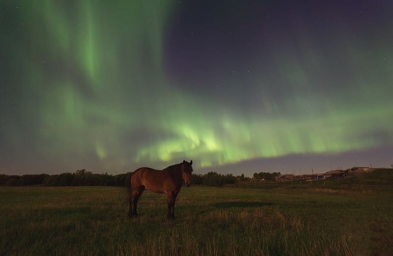 печора,северное сияние,ночь Лошадь северной ночи фото превью