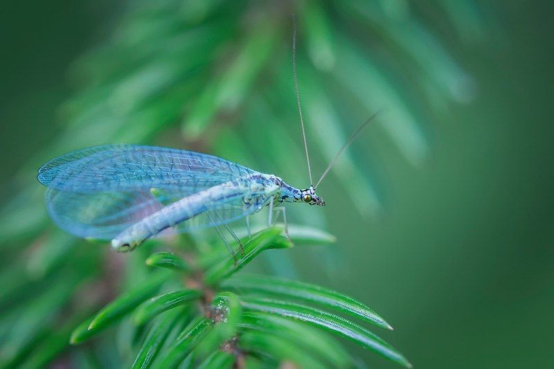 ... фото превью