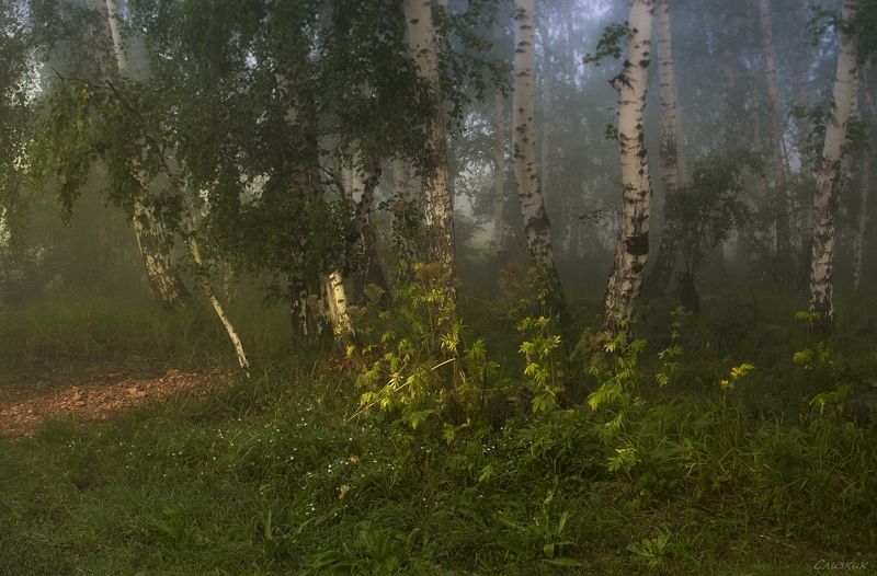 пейзаж,туман,утро,краски,август *** фото превью