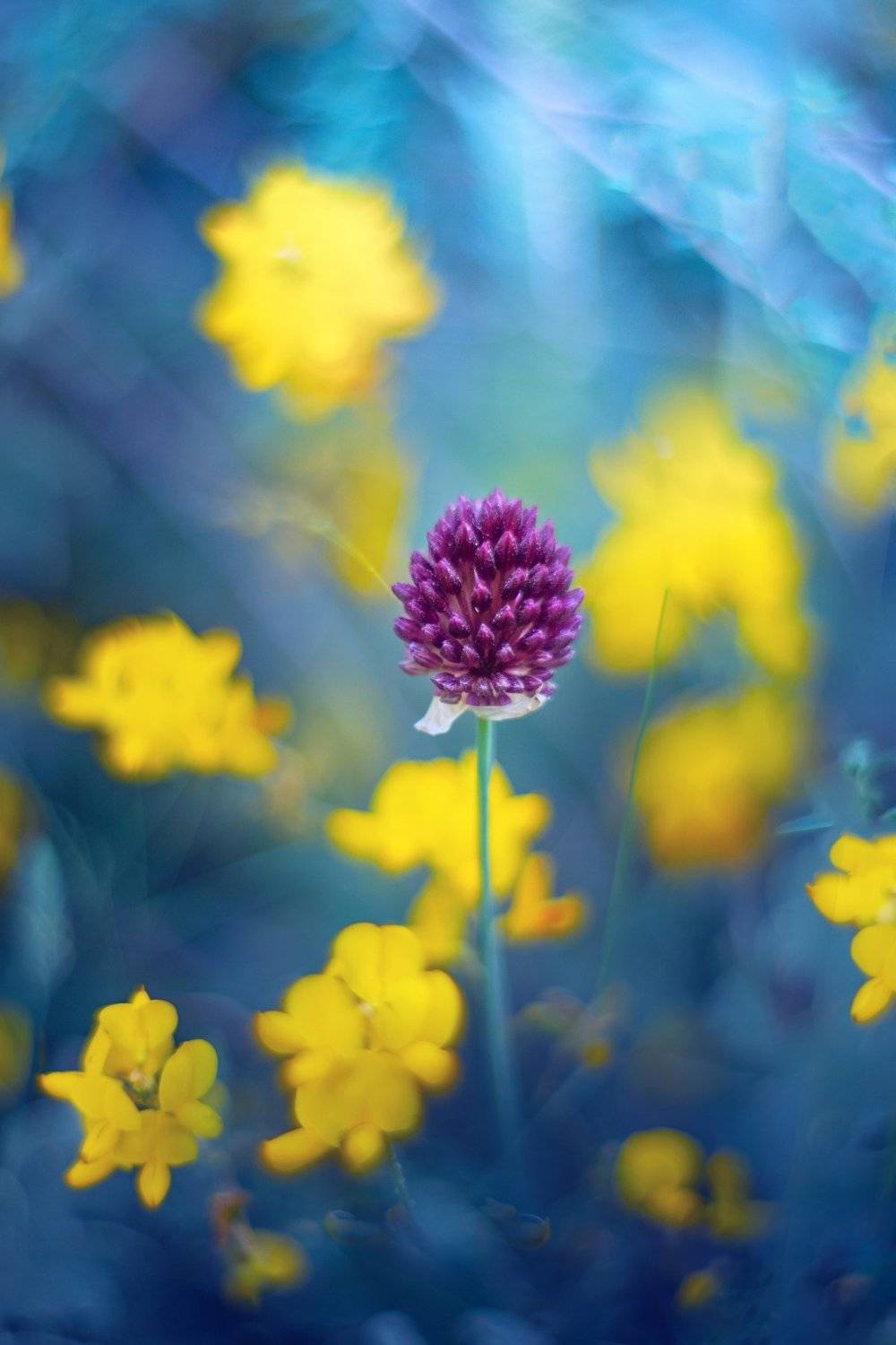 bokeh,yellow,blue,violet,purple,light,nature,garden,nikon,daylight,season,, Борислав Алексиев
