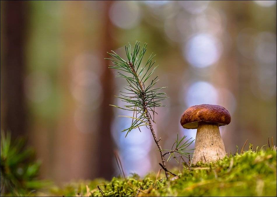 , Бурлов Андрей