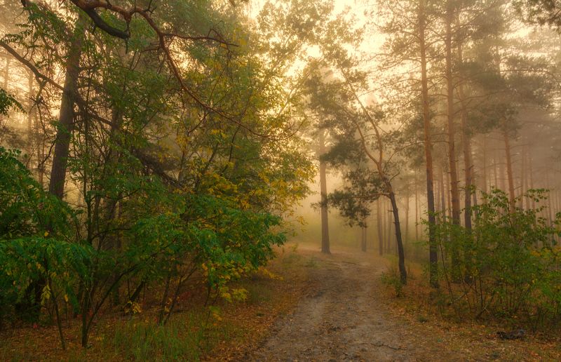 дорога в туман фото превью