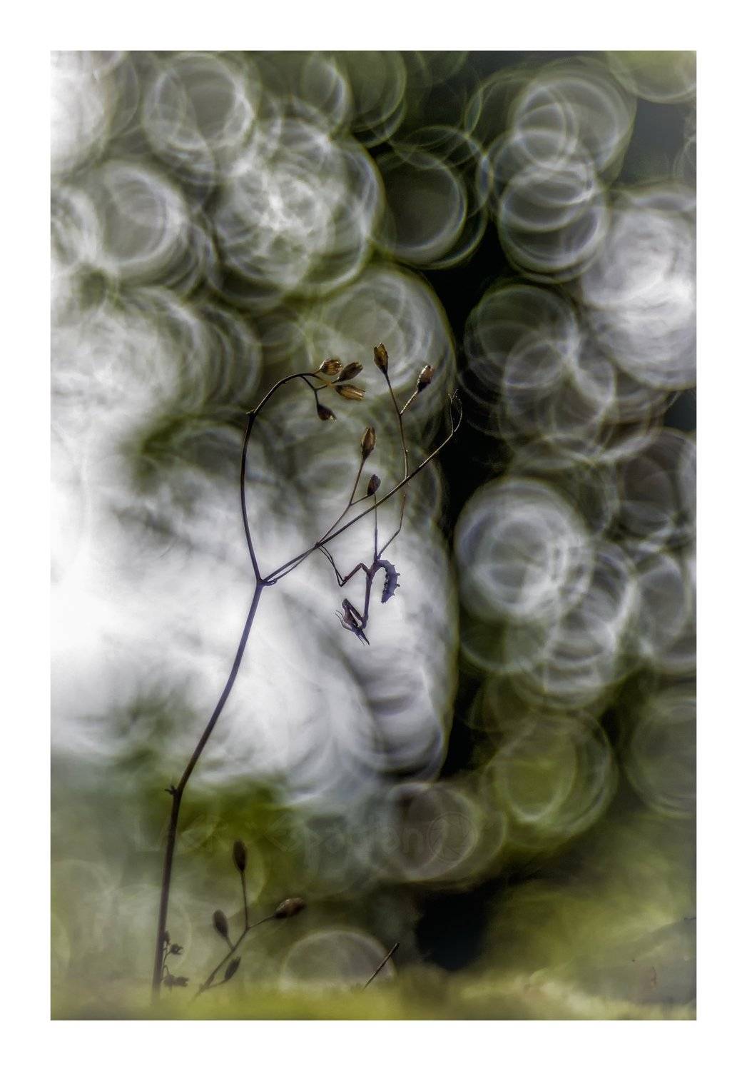 macro insects arthropod, Luis Antonio Clemente Rodriguez