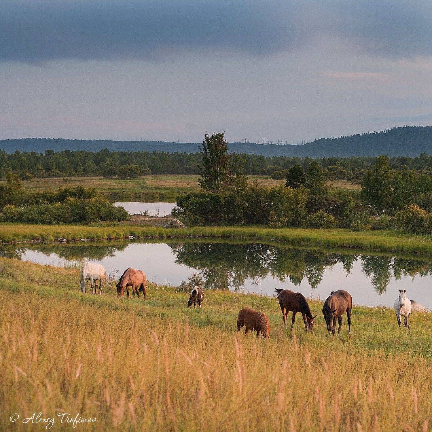 , Алексей Трофимов
