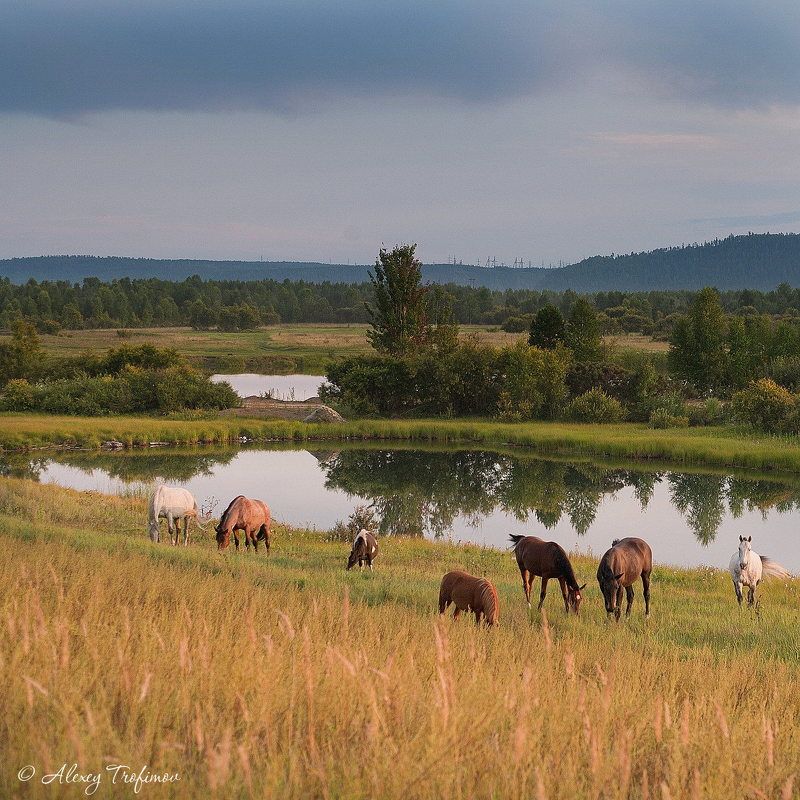 Август фото превью