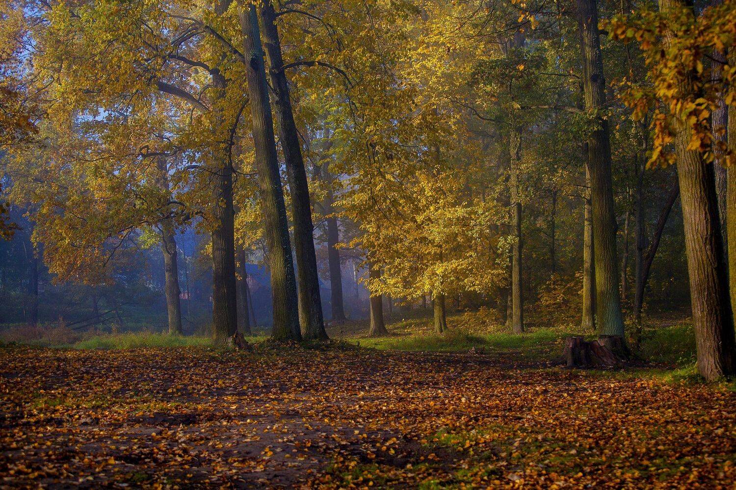 город, парк, осень, туман, Александр Игнатьев