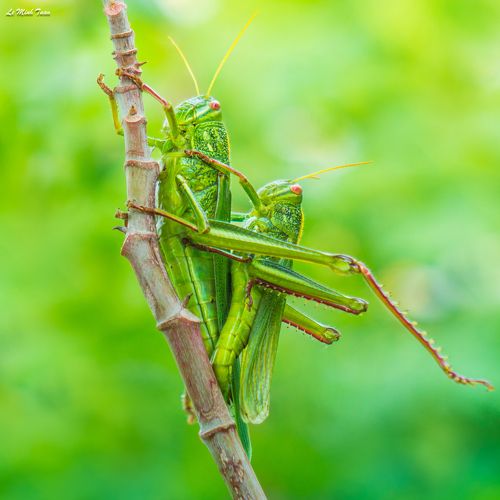 Mating