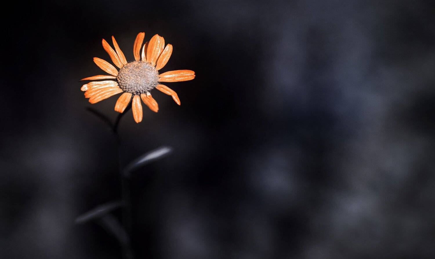 infrared,ик-фото,инфракрасное фото,инфракрасная фотография, природа,беларусь,лето, цветы, Sixten ( Сергей )