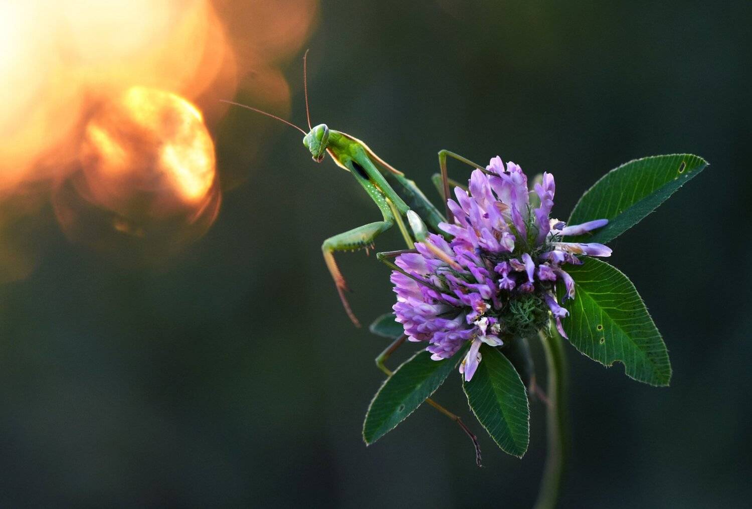 , Макеев Алексей