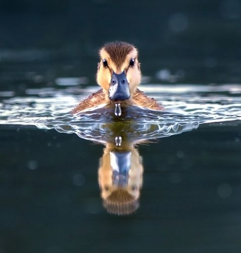 Юный пловец