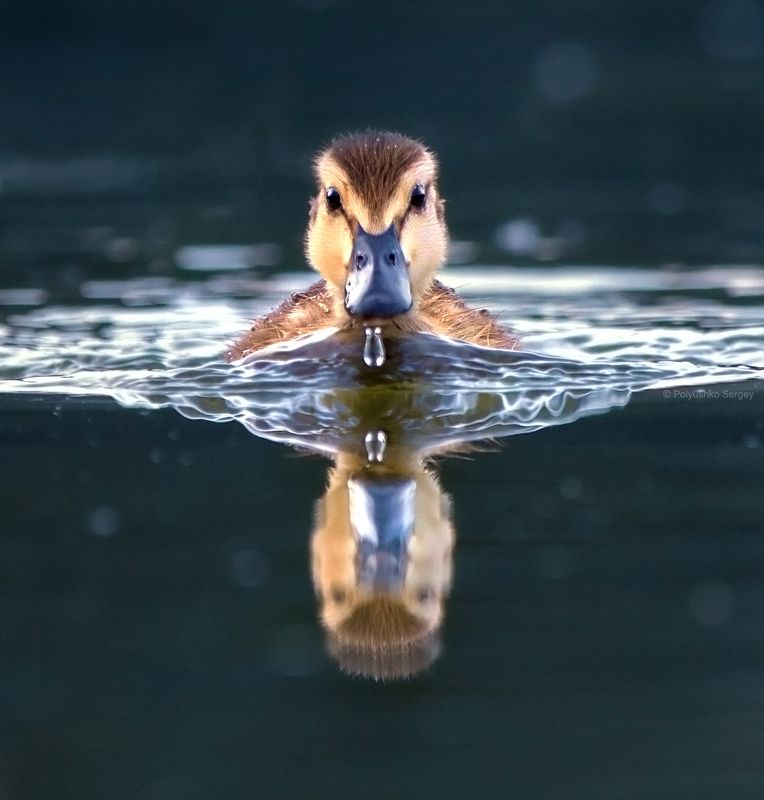 утенок Юный пловец фото превью