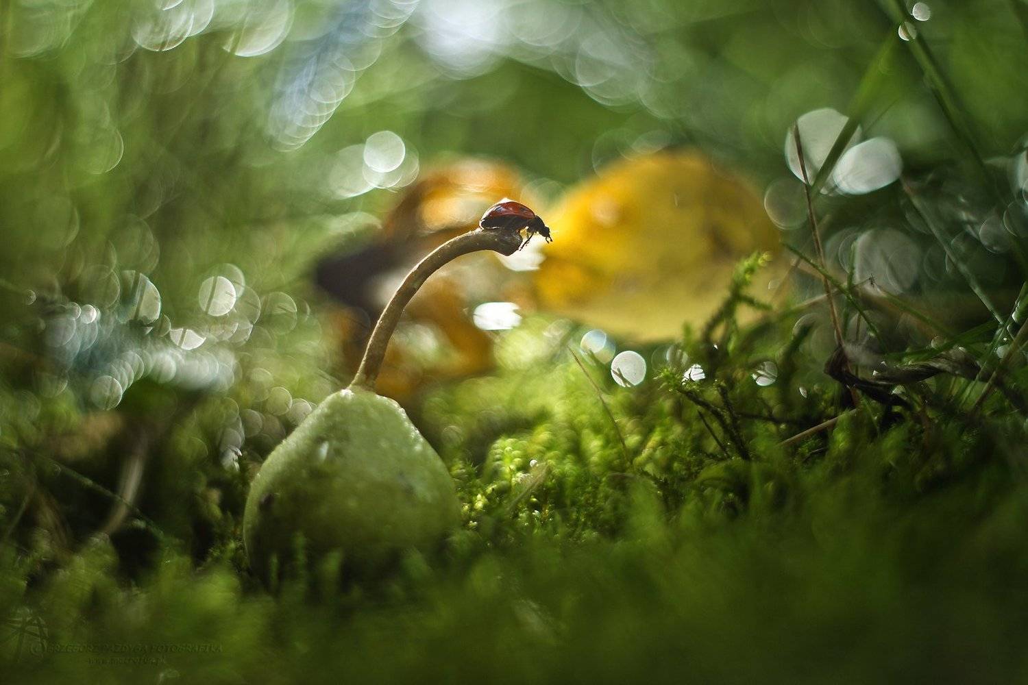 , Grzegorz macrofun Pazdyga