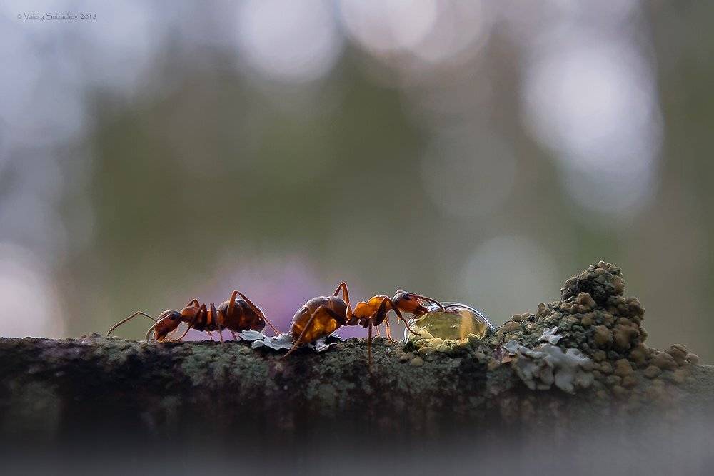 , Валерий Субачев