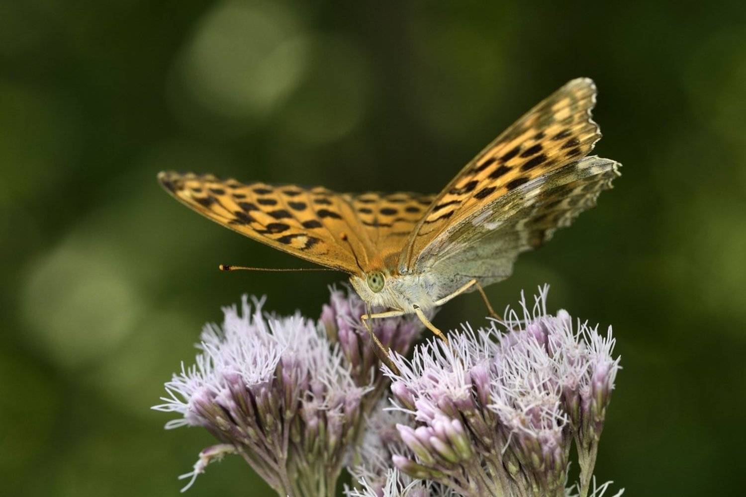 бабочка butterfly, Jaroslav Mego