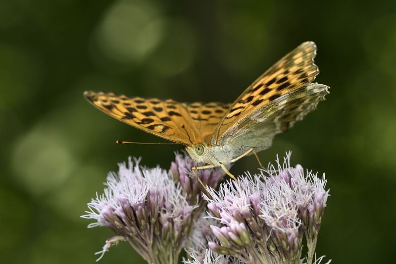бабочка butterfly бабочка фото превью