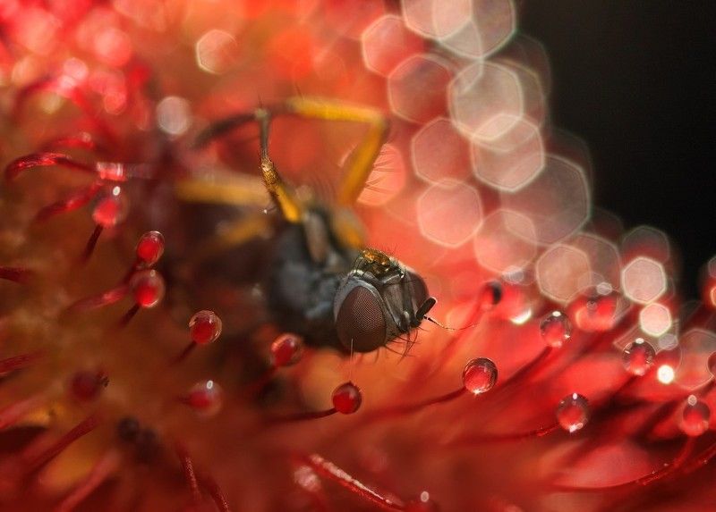 росянка, мушха «Если рассудок и жизнь дороги Вам, держитесь подальше от торфяных болот» (Конан Дойл, фото превью