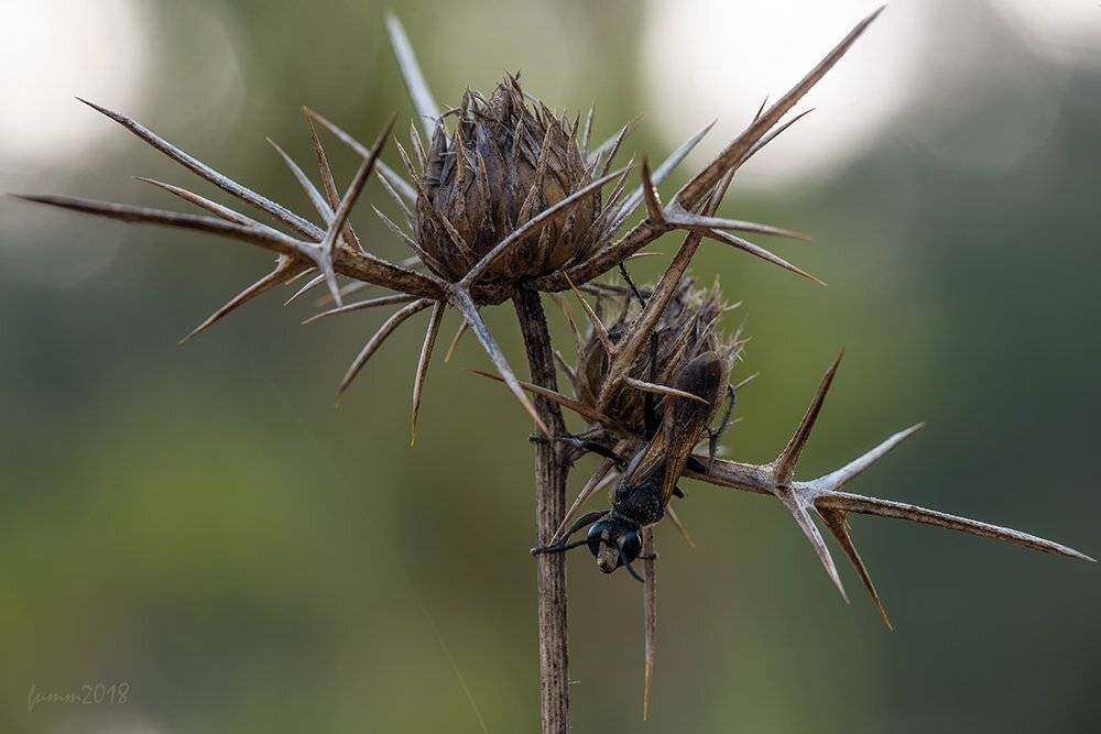 , Игорь ФУММ