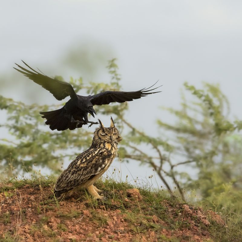 mindfulness,  A Saint! фото превью